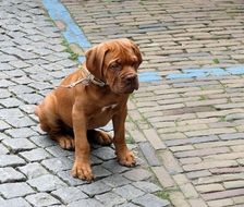brown mastiff on pavement