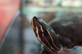 head of a water turtle close-up