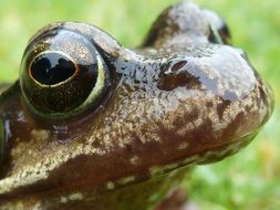 head of a toad with huge eyes close up on a blurred background