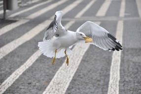 Seagull with food in its beak