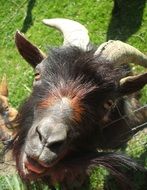 Goat Face close-up on a sunny day