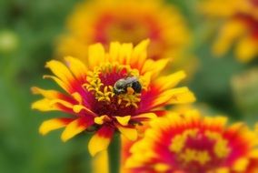 Red and yellow summer flowers