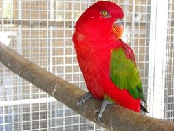Small Parrot with red plumage