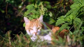 red cat behind green grass