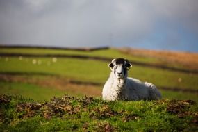 sheep resting in the field