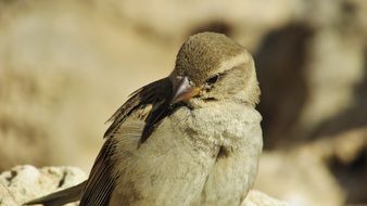 Sparrow Cyprus Bird