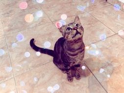 domestic cat in colorful bokeh lights