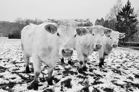 monochrome picture of farm cows on the snowy field