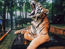 tiger yawning lying on the ground