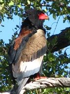 big exotic bird in safari park