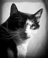 beautiful and cute Cat Feline