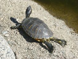 turtle basking in the sun