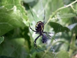 Striped spider on web