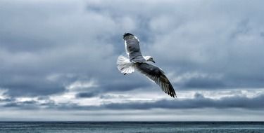 soaring shore bird