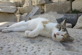 cat is sleeping on the ruins in Turkey