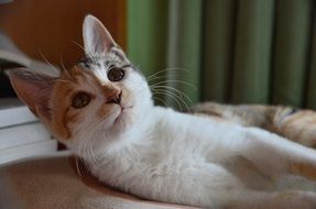 curious domestic kitten