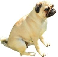 unique Dog Pug