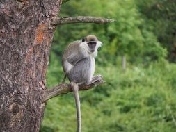 gray monkey sitting on a tree branch