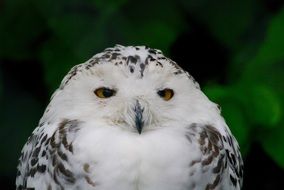 cute wild furry owl