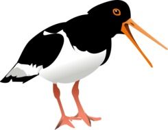 black and white bird catcher drawing