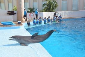 beautiful smooth dolphin in dolphinarium