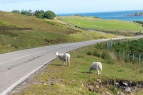 sheep on a pasture near the highway