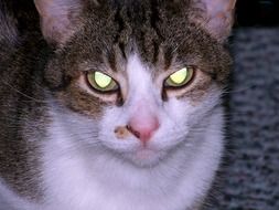 cat with evil eyes