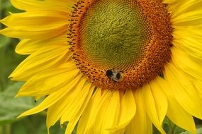 Macro photo of Summer Sun Flower