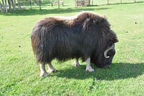 Wild brown Bison