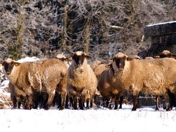 a flock of sheep in the paddock in winter