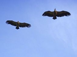 two vultures high in the sky