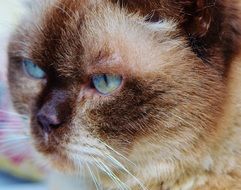 british shorthair cat with blue eyes close-up