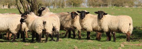 a flock of sheep on a farm in agriculture