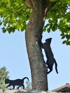 Black cats climbing