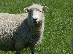 white sheep in new zealand