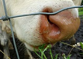 Cow Nose through wire fence