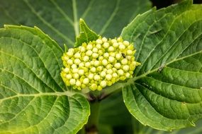 young Hydrangea Blossom macro