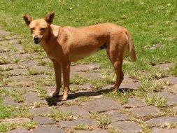 brown dog on the pavement