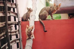 cat with kittens outdoor