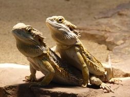 Reptile bearded dragon copulation