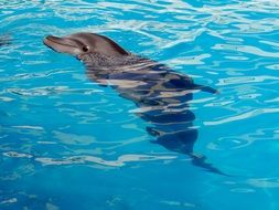 cute dolphin in the blue pool