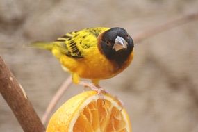 yellow bird on orange