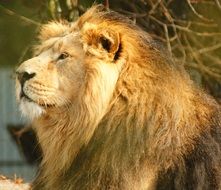 Big Lion