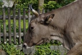 Portrait of cow