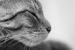 Cat Black-White photo