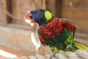 colorful parrot with opened beak