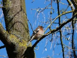 bird on a tree