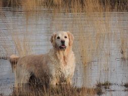 Golden Retriever Dog in water