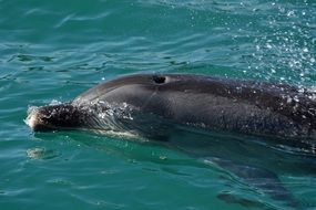 dolphin swims in the water