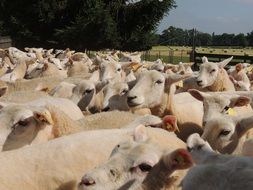 huge flock of white sheep